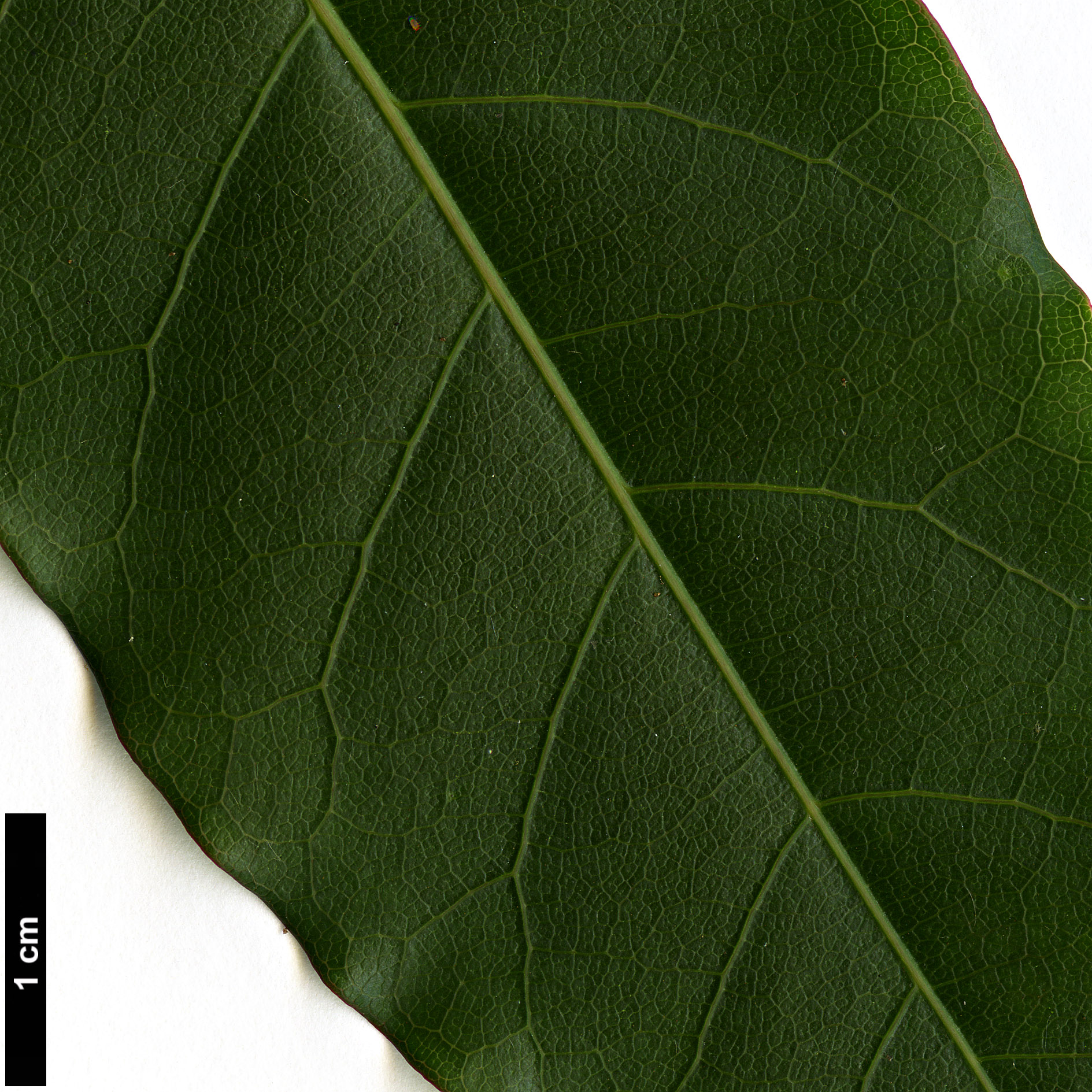 High resolution image: Family: Sapindaceae - Genus: Acer - Taxon: laevigatum - SpeciesSub: var. salweenense